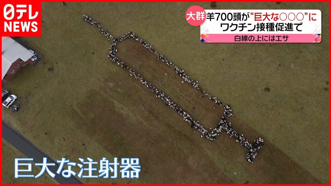 【なぜ？】約７００頭の羊が“注射器”の形に ドイツ