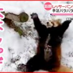 【レッサーパンダ】雪に大はしゃぎ 手足バタバタ 雪にゴロゴロ