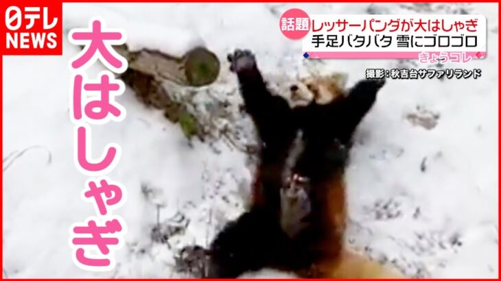 【レッサーパンダ】雪に大はしゃぎ 手足バタバタ 雪にゴロゴロ