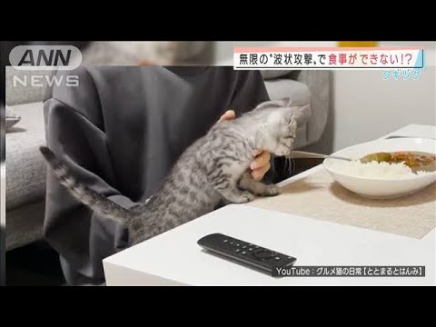 2匹のイタズラネコ“波状攻撃”に食事ができない!?(2022年1月26日)