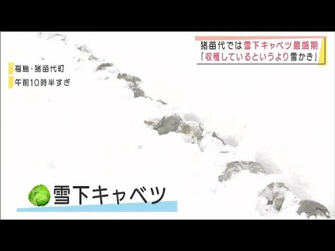 積雪が平年2倍の地域も　雪かきに追われ・・・「もう飽きた」(2022年1月18日)