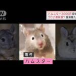 香港「陽性反応すべてハムスター」2000匹殺処分へ　郵便物で感染？　カナダ“猛反発”(2022年1月19日)