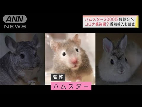 香港「陽性反応すべてハムスター」2000匹殺処分へ　郵便物で感染？　カナダ“猛反発”(2022年1月19日)