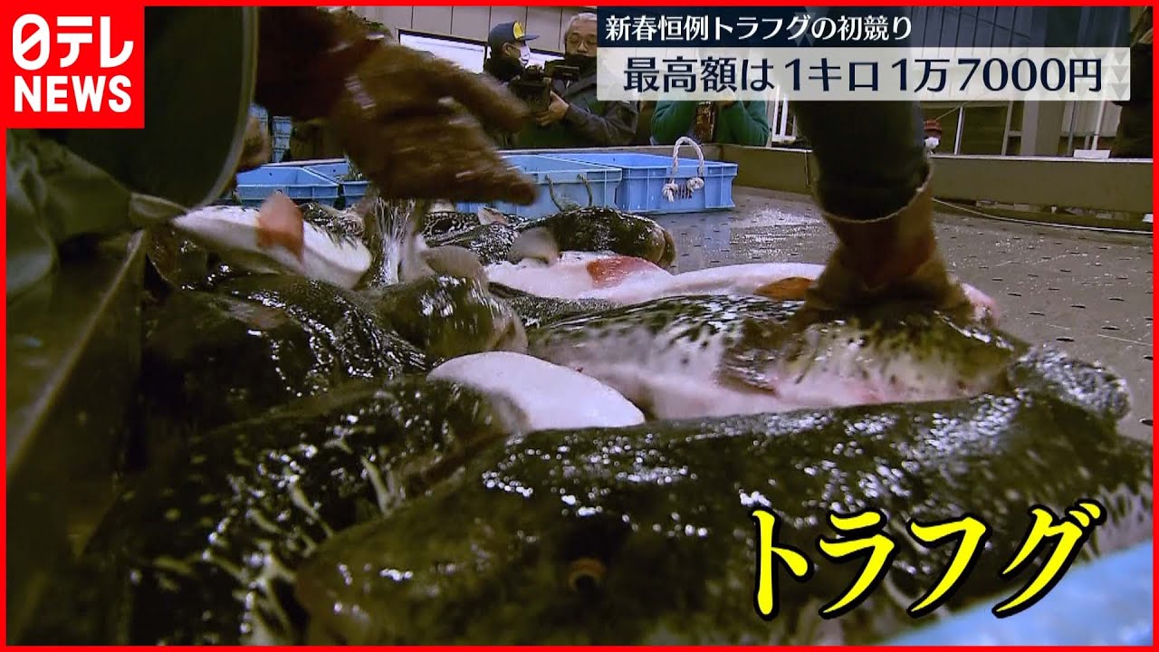 【初競り】新春恒例トラフグ 最高額は去年より2000円高く取引