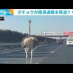 ダチョウが高速道路を“暴走”驚愕のスピード　中国(2022年1月6日)