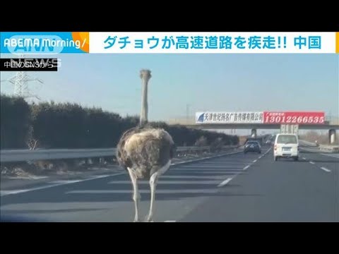 ダチョウが高速道路を“暴走”驚愕のスピード　中国(2022年1月6日)
