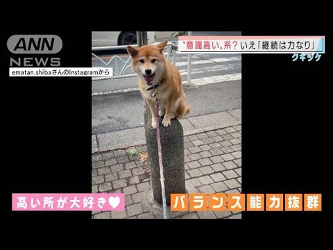 家でも散歩中にも・・・“高みを目指す”柴犬(2022年1月11日)