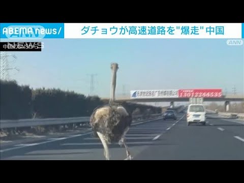 ダチョウが高速道路を“暴走”驚愕のスピード　中国(2022年1月6日)