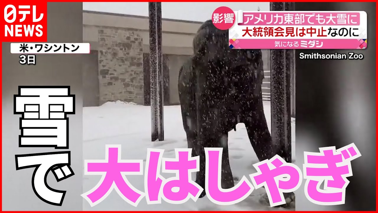 【猛吹雪】大統領会見中止もゾウやパンダは“大はしゃぎ” アメリカ東部で大雪