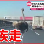 【中国】なぜそこに？ ダチョウが高速道路を疾走