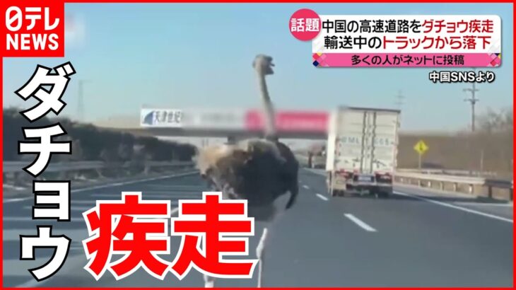 【中国】なぜそこに？ ダチョウが高速道路を疾走