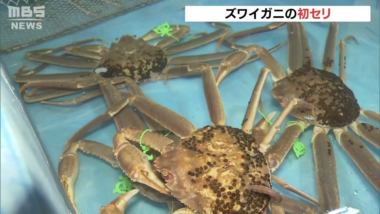 香住漁港でズワイガニの初セリ　昨年末は旅行客が増えて漁獲量不足もあり価格高騰（2022年1月7日）