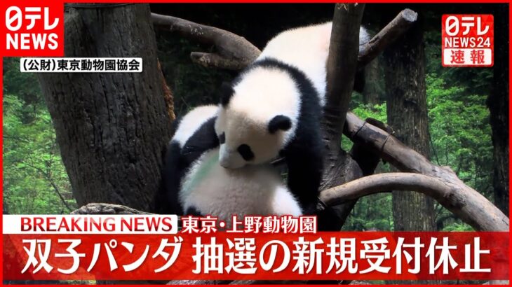 【速報】上野動物園の双子パンダ　抽選新規受付休止