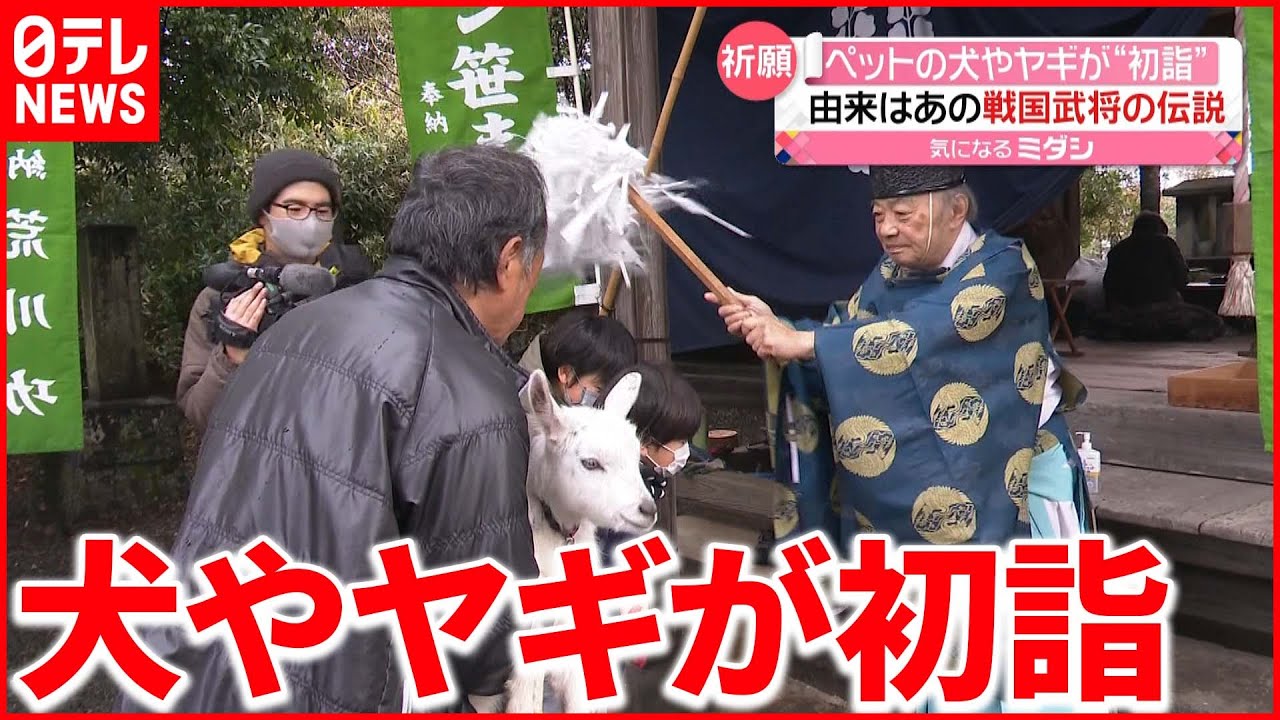 【ガランザサ祭り】犬やヤギが初詣！ 由来は “あの” 戦国武将　熊本・山鹿市