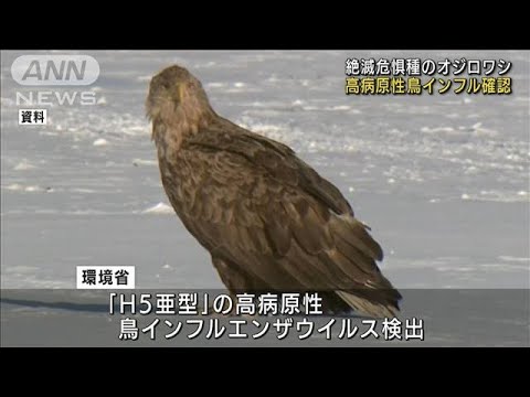 絶滅危惧のオジロワシから強毒性鳥インフル　北海道(2022年1月8日)