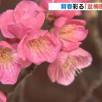 樹齢約２５０年『昇龍梅』も展示　新春彩る「長浜盆梅展」開催　滋賀・長浜市（2022年1月9日）