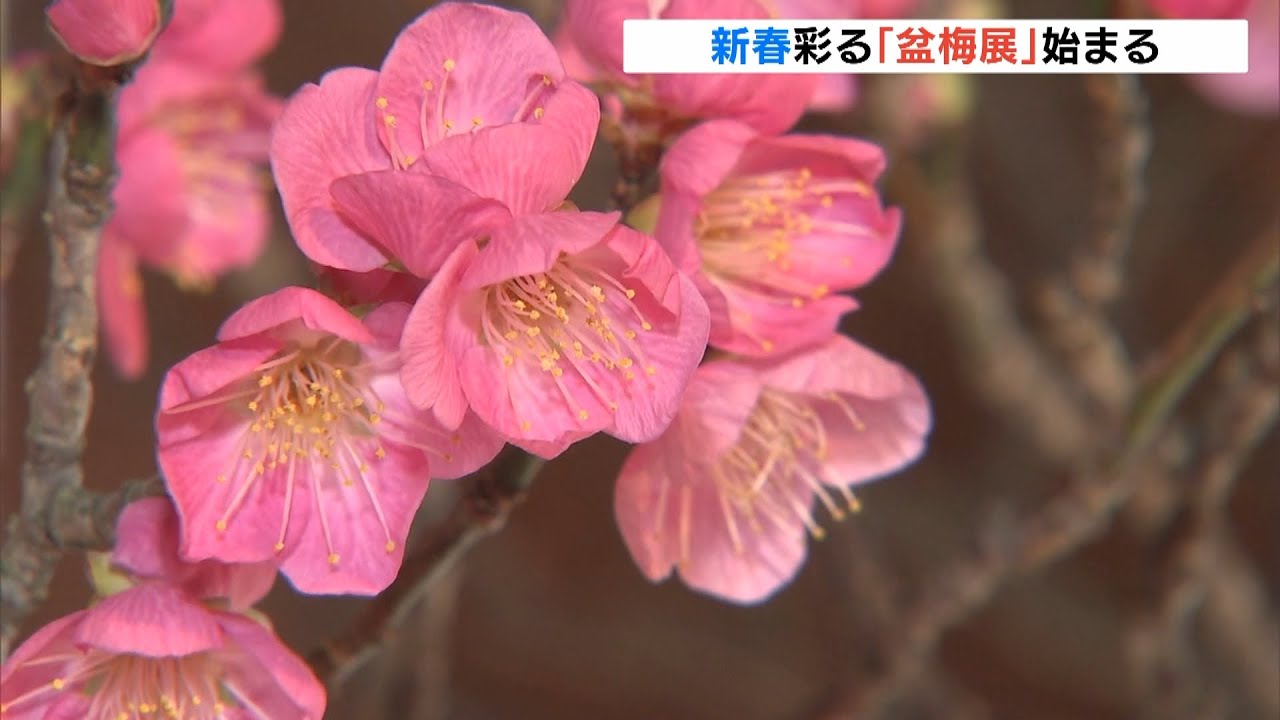 樹齢約２５０年『昇龍梅』も展示　新春彩る「長浜盆梅展」開催　滋賀・長浜市（2022年1月9日）
