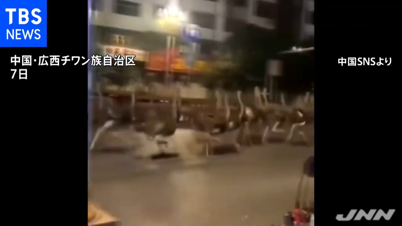 中国南部でダチョウ約１００羽が脱走