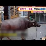 水牛“モー突進”　牛肉店に運ばれる前に・・・　中国(2022年1月10日)