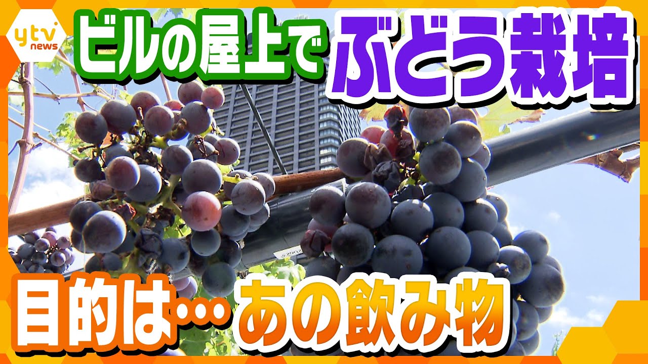 ビルの屋上で「ぶどう栽培」暑くて成長早く環境にもいい… 目指すは〇〇造り!