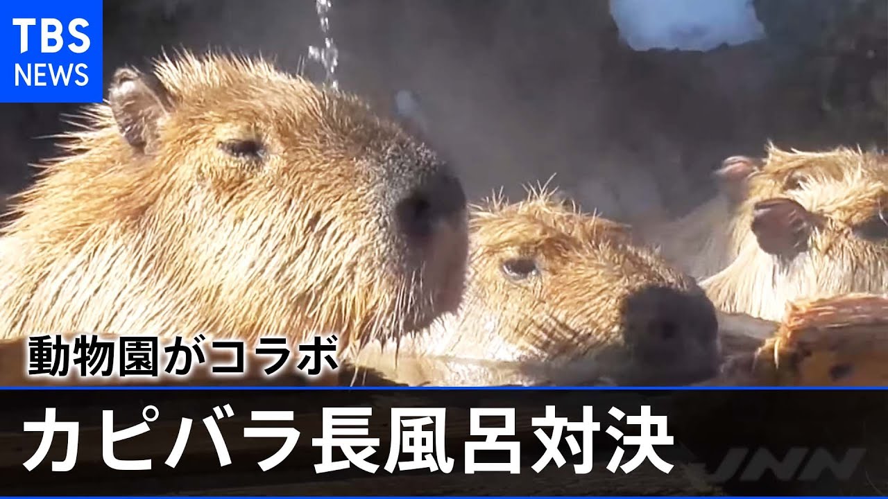 カピバラ長風呂対決 ５つの動物園がコラボ