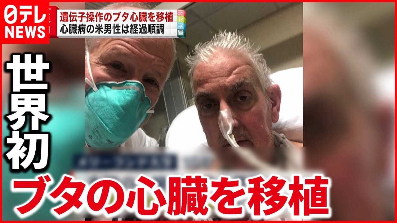 【世界初】遺伝子操作したブタの心臓を人間に移植　アメリカ・メリーランド大学