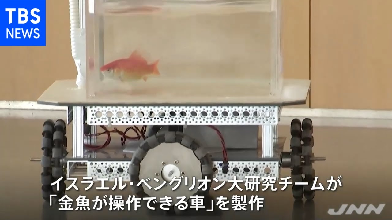 金魚は運転を習得できる イスラエルの研究