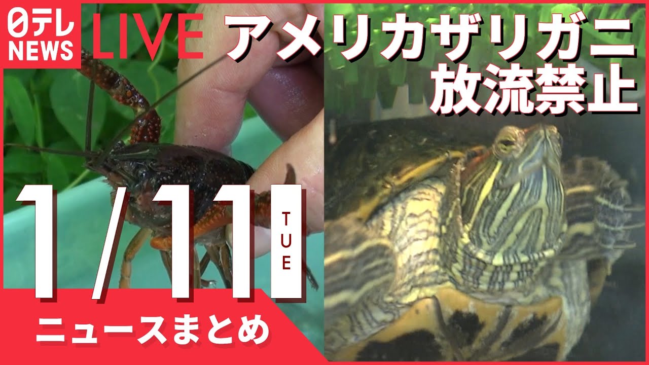 【夜ニュースまとめ】外来種の「アメリカザリガニ」放流禁止へ　など 1月11日の最新ニュース