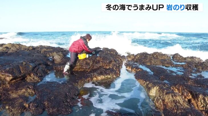 岩場で収穫…冷たい冬の海が旨味を育む『岩のり』京都・京丹後市(2022年1月12日)