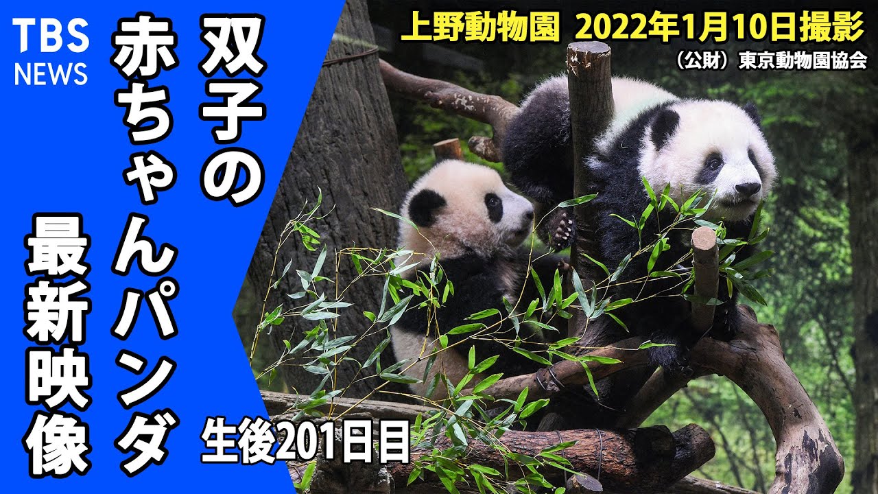 【最新映像】双子の赤ちゃんパンダきょうから一般公開（１月１０日撮影）