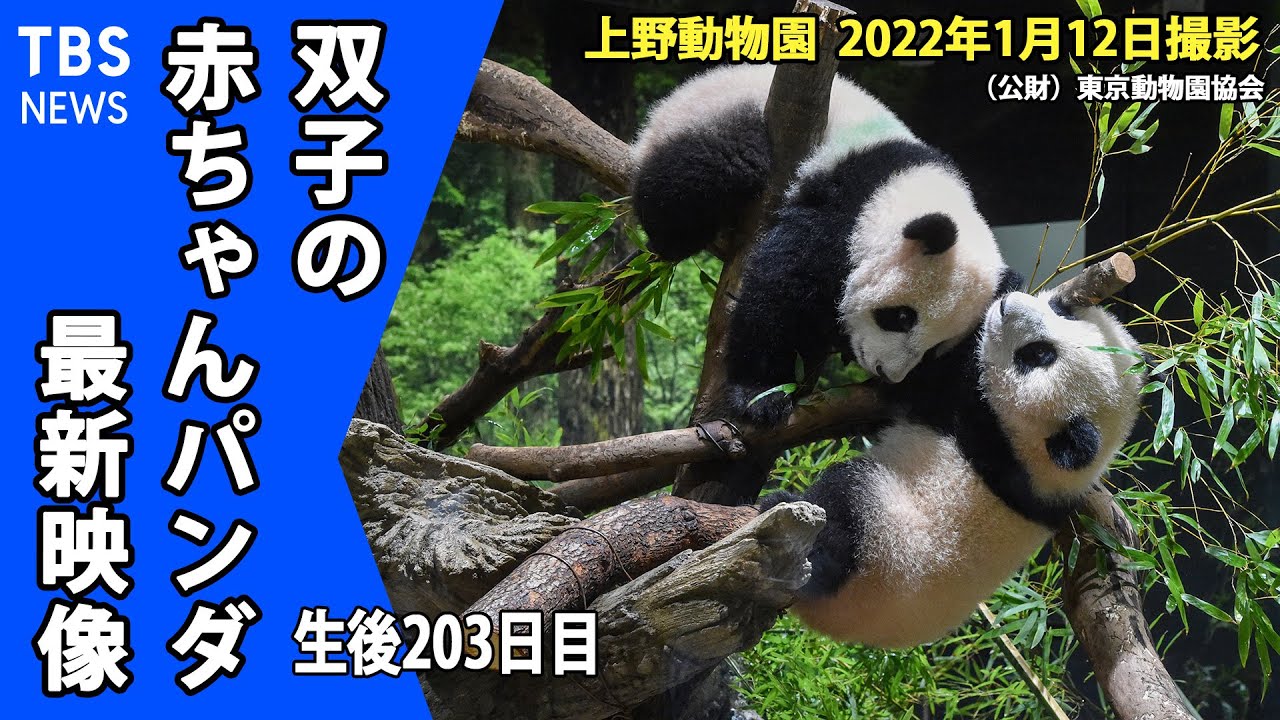 【最新映像】双子の赤ちゃんパンダ一般公開 お客さんの前でも動じずマイペース（１月１２日撮影）