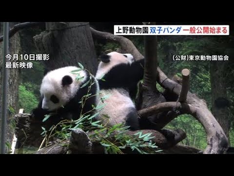 上野動物園 双子パンダの一般公開始まる