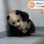 上野動物園の双子パンダ 一般公開 ３５０倍抽選で１人１分だけ