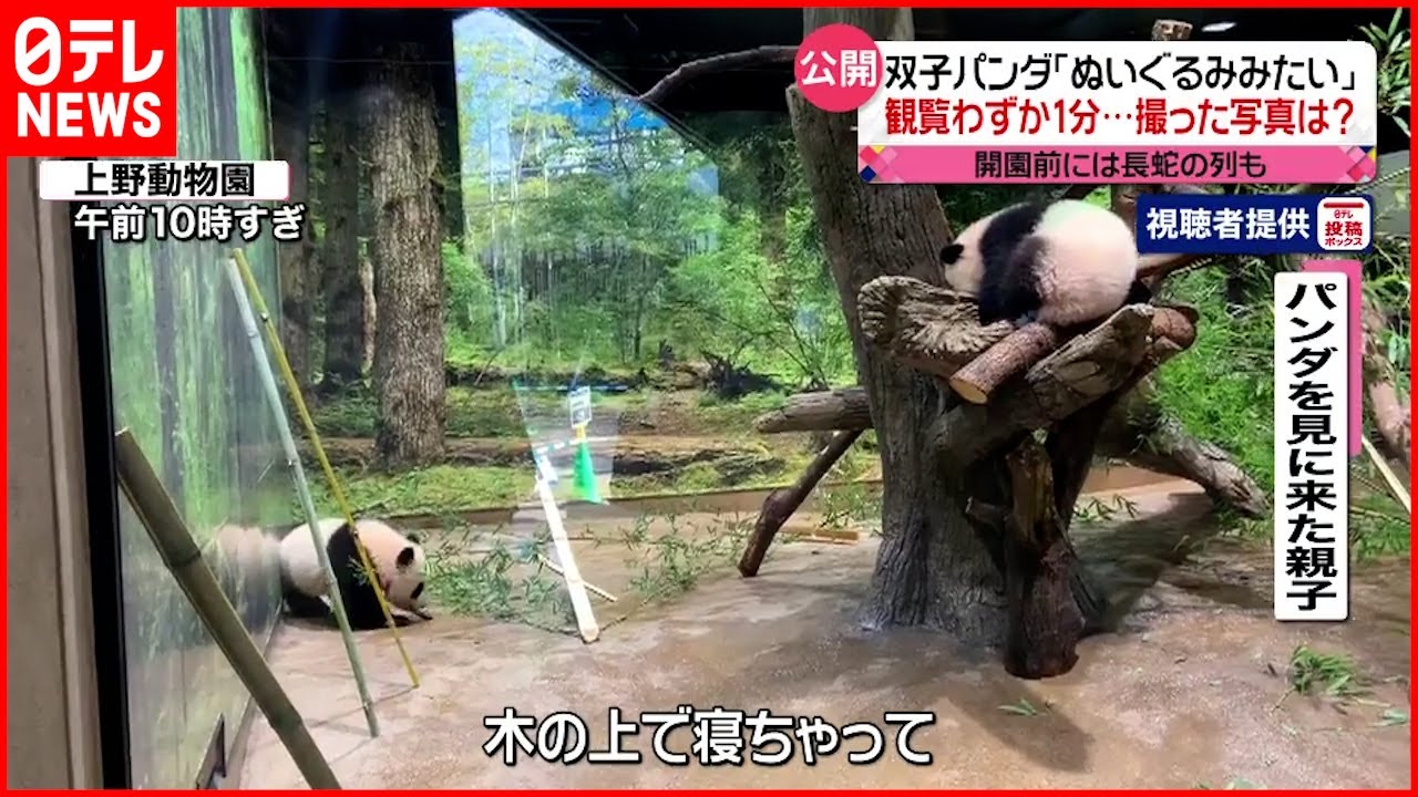 【双子パンダ】「やっぱりかわいい！」３日間の一般公開開始