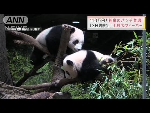 上野動物園で双子のパンダが限定公開　鑑賞時間はわずか1分も朝5時から列が・・・(2022年1月12日)
