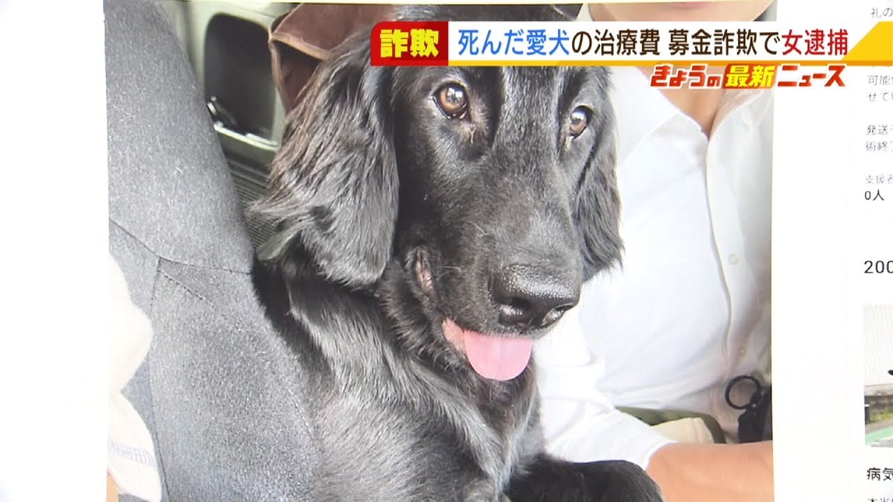 既に死んだ愛犬“生きているよう装い”クラファンで治療費募る…詐欺未遂容疑で女逮捕（2022年1月13日）