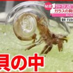 【ヤドカリ】”透明な貝殻”で中身が見える！動画が話題に