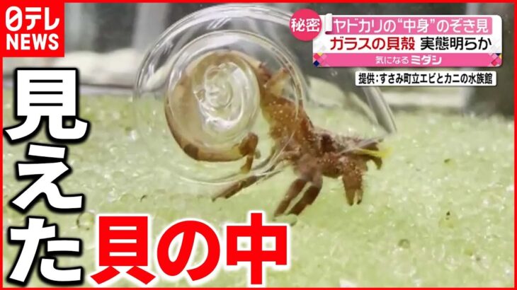 【ヤドカリ】”透明な貝殻”で中身が見える！動画が話題に
