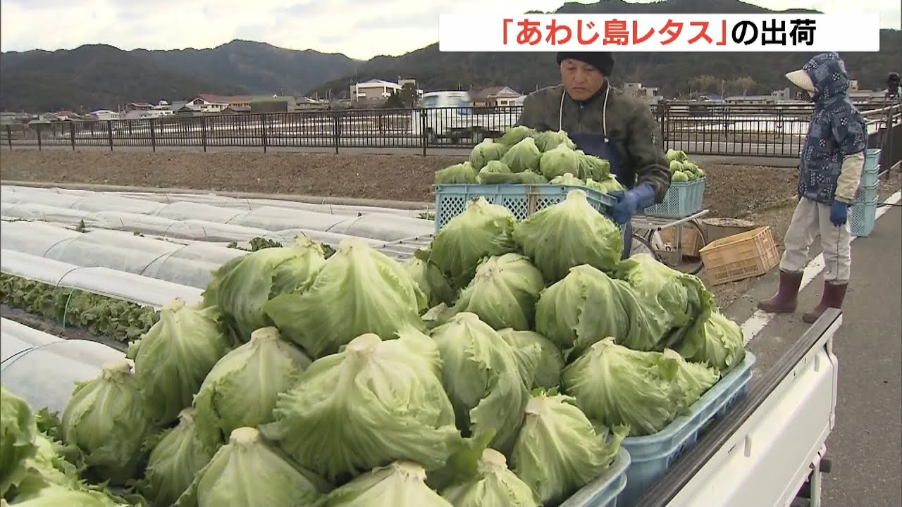 サラダやしゃぶしゃぶに最適　「あわじ島レタス」出荷が最盛期　兵庫・南あわじ市（2022年1月15日）