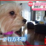 【愛犬と再会】3年間行方不明…会った瞬間に“確信” 奇跡のきっかけは？　アメリカ