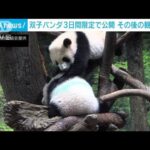 双子パンダのお披露目が3日間に短縮へ　オミクロン株拡大余波(2022年1月8日)