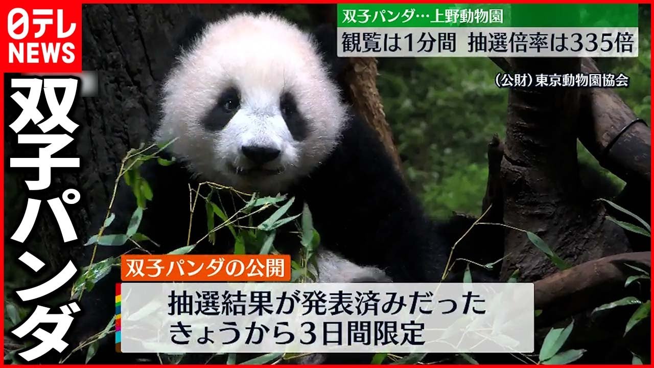【3日間限定】双子パンダの一般公開「ずっと見ていたい」