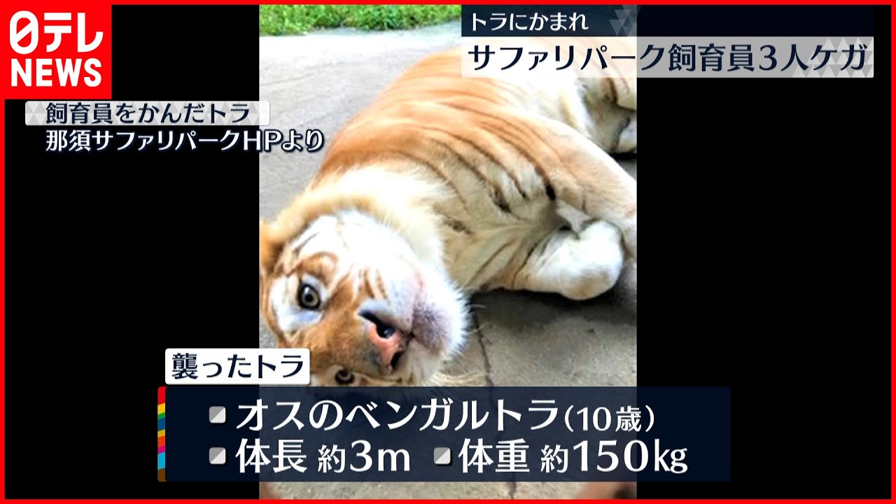 【オリ開いていた】虎にかまれ3人ケガ　オリの扉開いていた