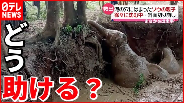 【救出】泥の穴に落ちた親子象…救出作戦は？　ラオス