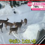 【ナゼ？】住宅街に鹿の群れ 札幌市