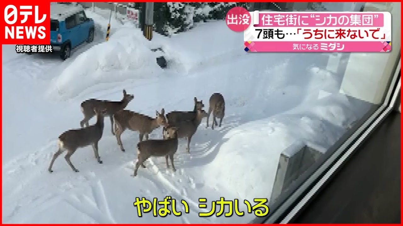 【ナゼ？】住宅街に鹿の群れ 札幌市