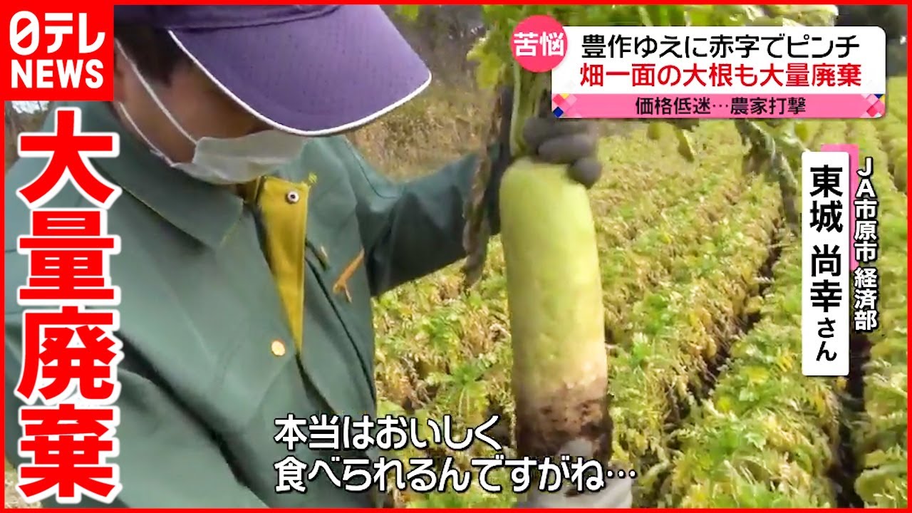 【大根】豊作の一方… 農家で”大量廃棄”