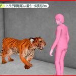 【女性大けが】トラが飼育員3人襲う…体長は約2メートル