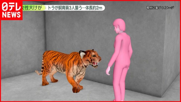 【女性大けが】トラが飼育員3人襲う…体長は約2メートル