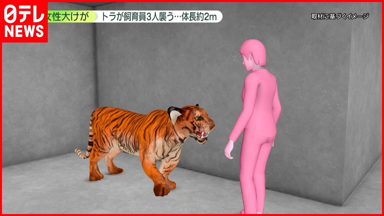 【女性大けが】トラが飼育員3人襲う…体長は約2メートル